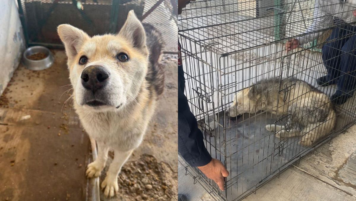 El can fue rescatado por elementos de Protección Civil y Bomberos en la colonia Braulio Fernández. | Especial