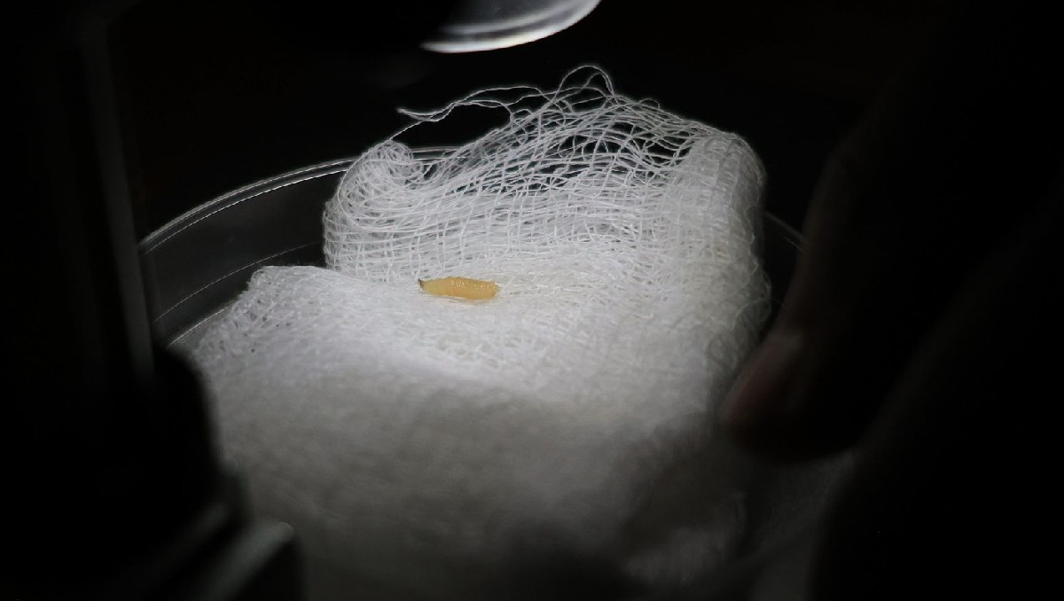 El caso de miasis fue detectado en un toro que fue descornado. | Especial