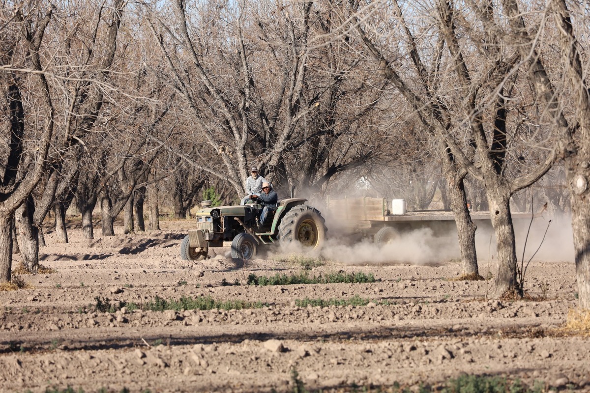 Hectáreas de nogal. | Verónica Rivera