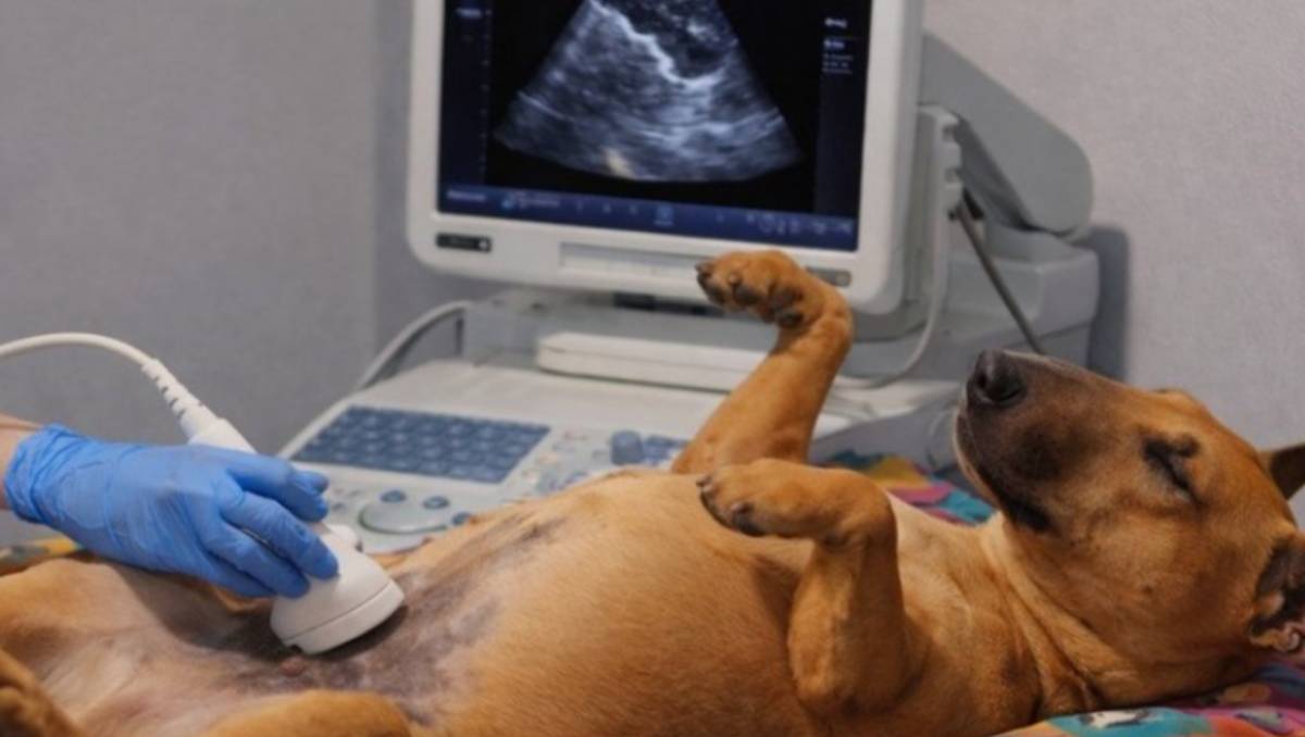 Una perrita se hace viral por su increíble serenidad en el veterinario | ESPECIAL