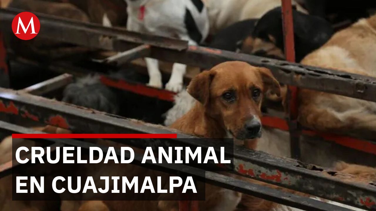 Activista analiza el caso del refugio de Cuajimalpa y propone reforzar la protección animal