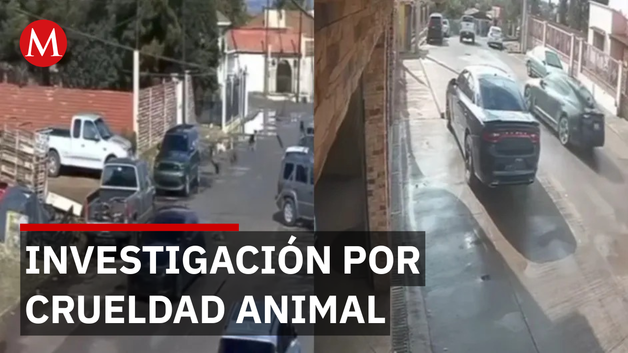 Avanza investigación por presunta crueldad animal en Cananea, Sonora