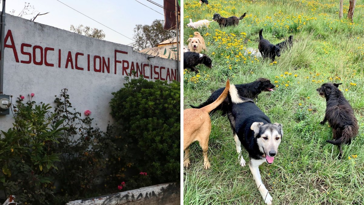 Cientos de animales fueron rescatados del Refugio Franciscano por autoridades | Cuartoscuro/Especial