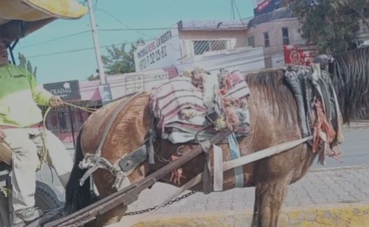 Denuncian maltrato animal en Torreón. | Especial