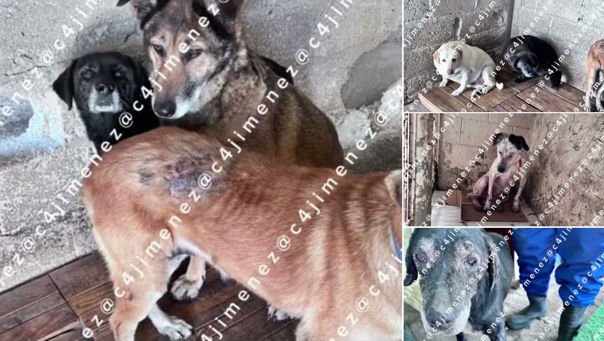 Así fueron encontrados los animales del Refugio Franciscano de Cuajimalpa, en Ciudad de México. | Especial