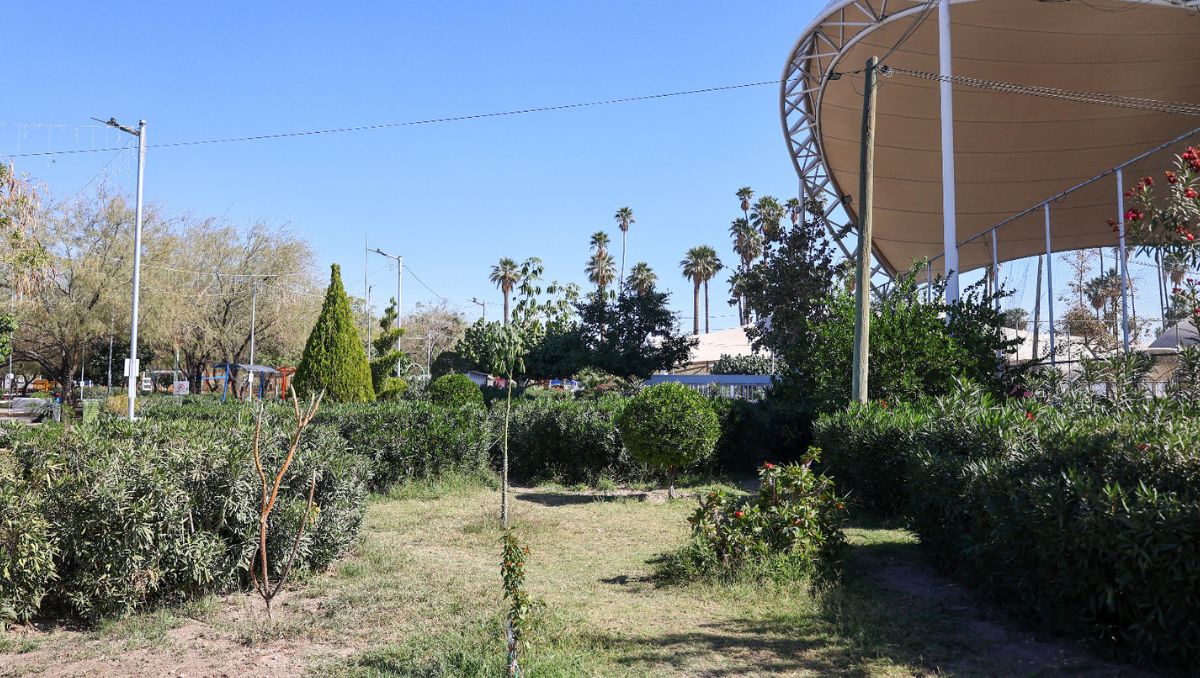 Con la finalidad de extender la reforestación para beneficio de la ciudad,  solicitarán apoyo de las asociaciones civiles. | Rolando Riestra