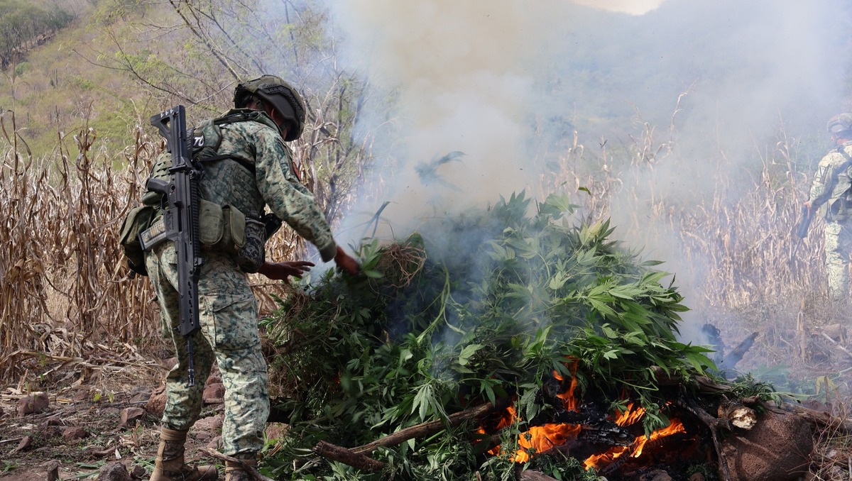 La GN localizo y destruyo plantíos ilegales de marihuana, ocultos entre otros sembradíos en Sonora