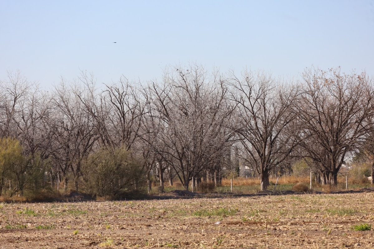 Hectáreas de nogal. | Verónica Rivera