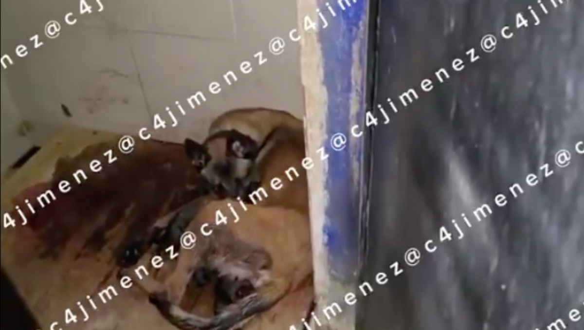 Perrita da a luz en operativo antidrogas. | Especial