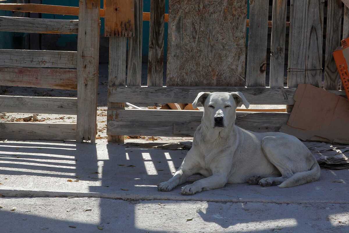 Salud de Gómez Palacio busca ambulancia y unidad de Control Animal.| Verónica Rivera