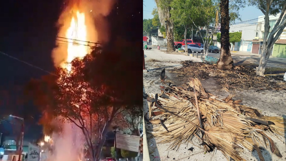 Vecinos denuncian incendio de árbol en Vicente Guerrero; exigen investigación | Captura