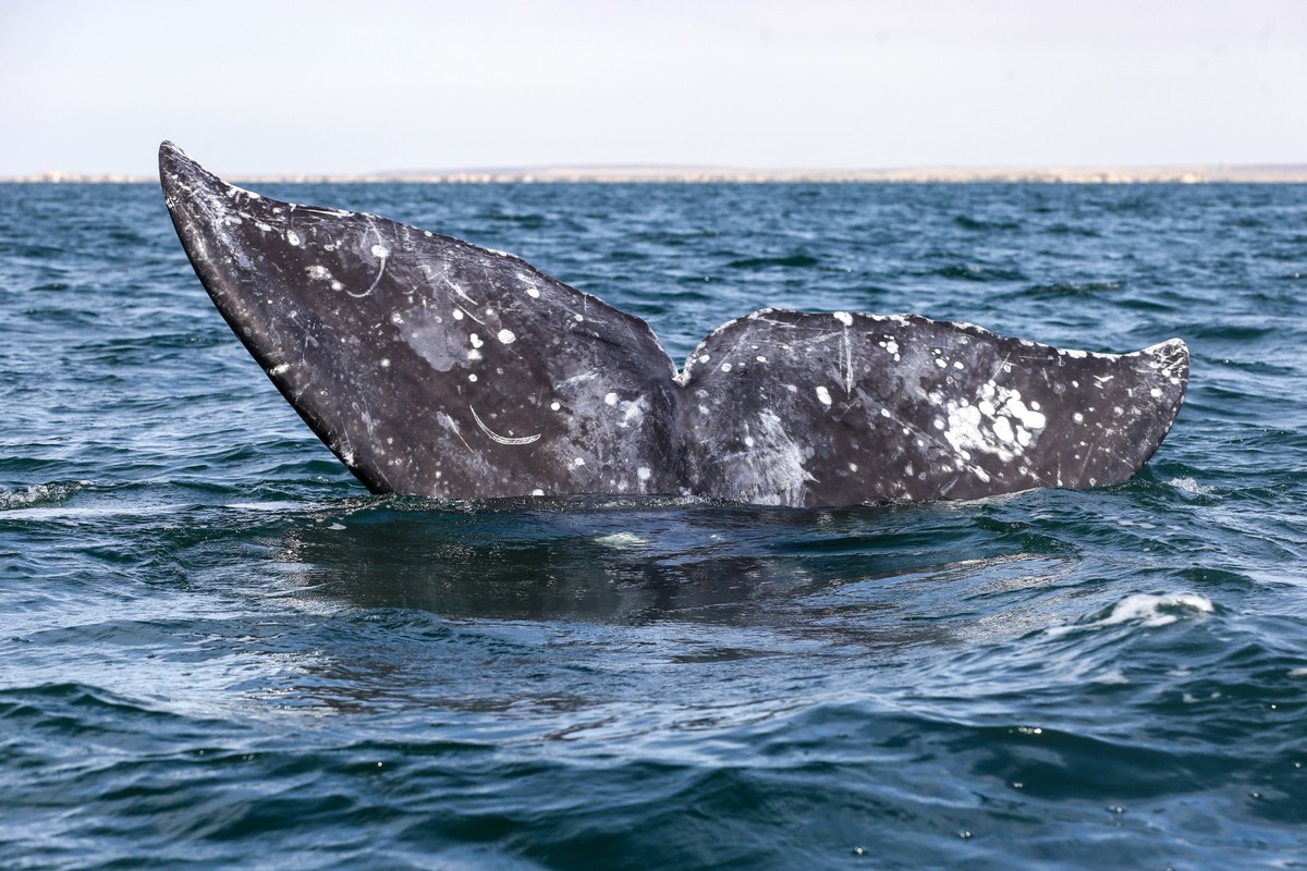 El avistamiento es un fenómeno natural causado por la migración de estos mamíferos marinos hacia aguas más cálidas. | Foto: Araceli López