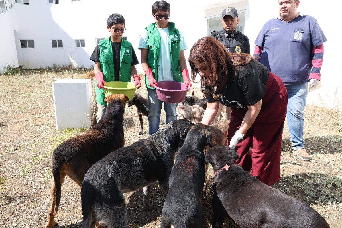 Brugada pidió a la ciudadanía adoptarlos. (Foto: espécial)