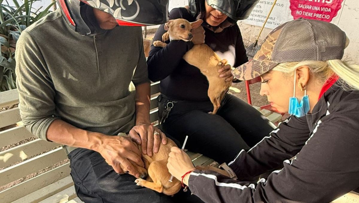 La campaña permanente de vacunación antirrábica gratuita es para perros y gatos, con el objetivo de proteger la salud de las mascotas. | Especial
