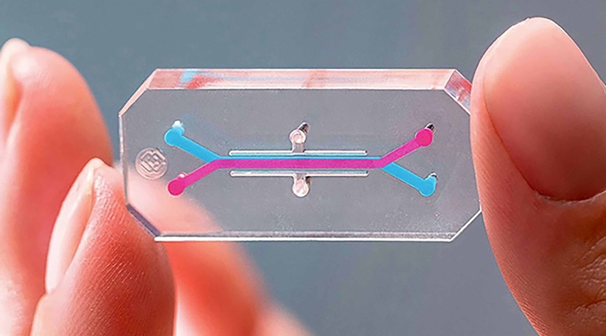 Desde el Laboratorio de Mecanobiología de la Facultad de Ciencias, la UNAM impulsa innovación con este dispositivo que replica funciones del hígado hu