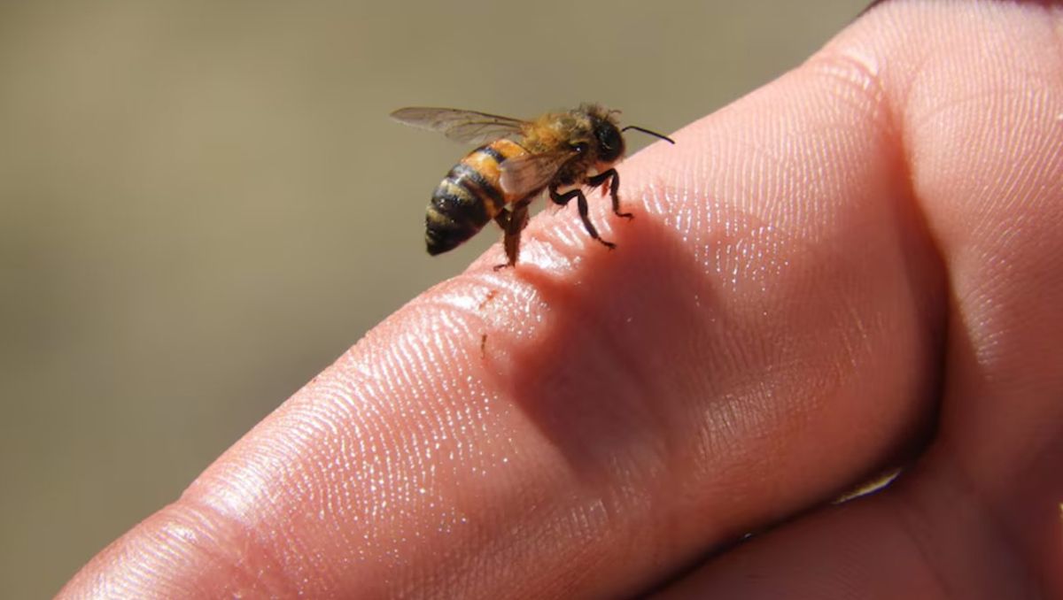 NL reportó bajas en picaduras de abejas y avispas, pero alzas en alacranes y otros artrópodos | Especial