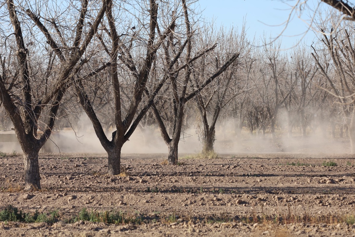 Sector nogalero. | Verónica Rivera
