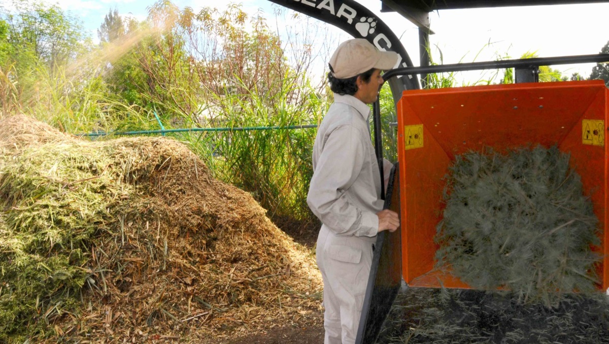 BUAP va por 300 árboles de navidad para composta | Especial