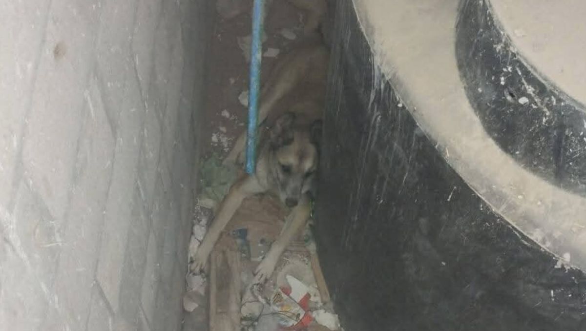 El incidente movilizó al Cuerpo de Bomberos hasta la colonia Valle Verde en Torreón, Coahuila. | Especial