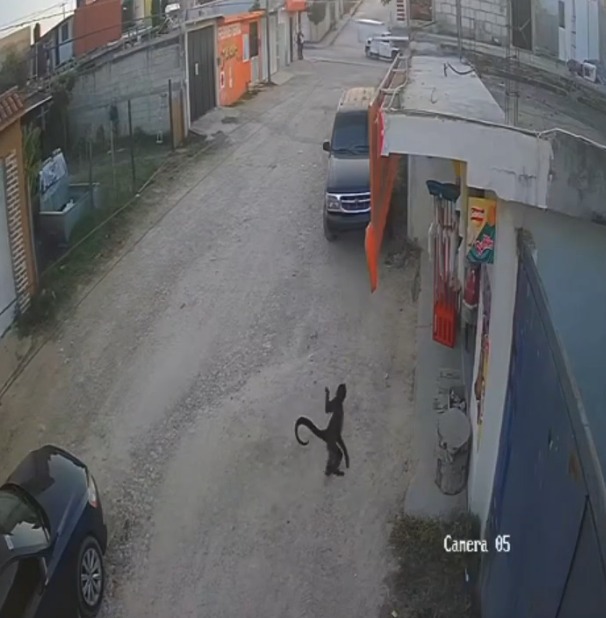 La mujer recibió atención médica tras el ataque. (Foto: especial)