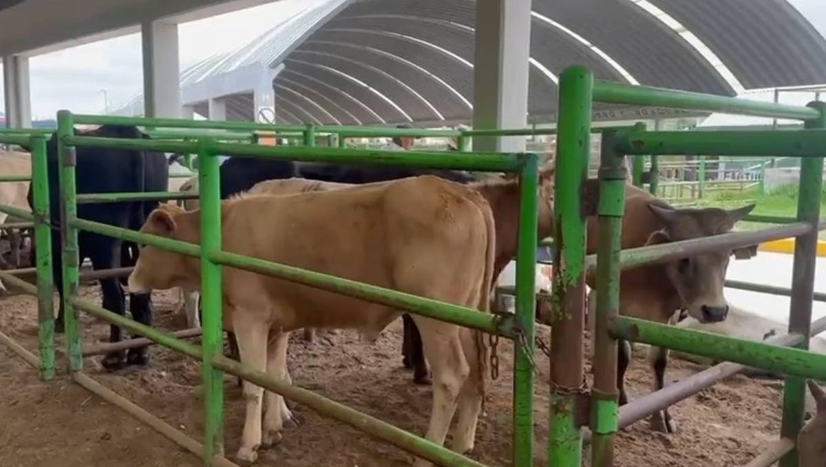 La Secretaría del Campo del Edomex asigna 10 mdp para frenar la propagación del gusano barrenador en el ganado local. Especial