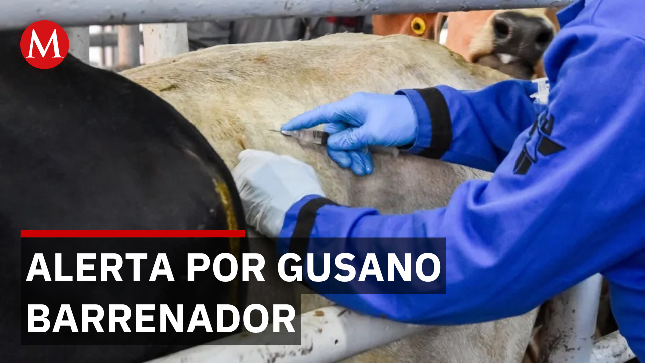 Detectan tres casos de gusano barrenador en Tamaulipas en solo 10 días