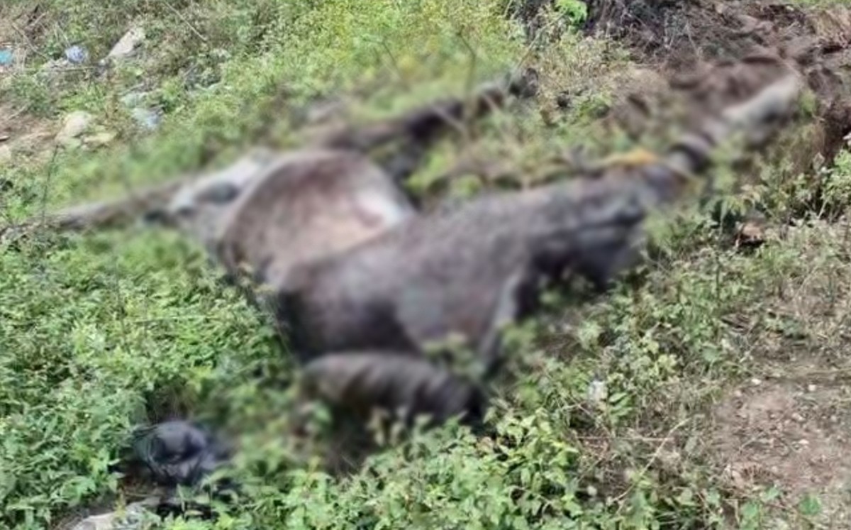 Integrantes de la asociación acudieron al lugar para intentar el recate. | Mario Juárez