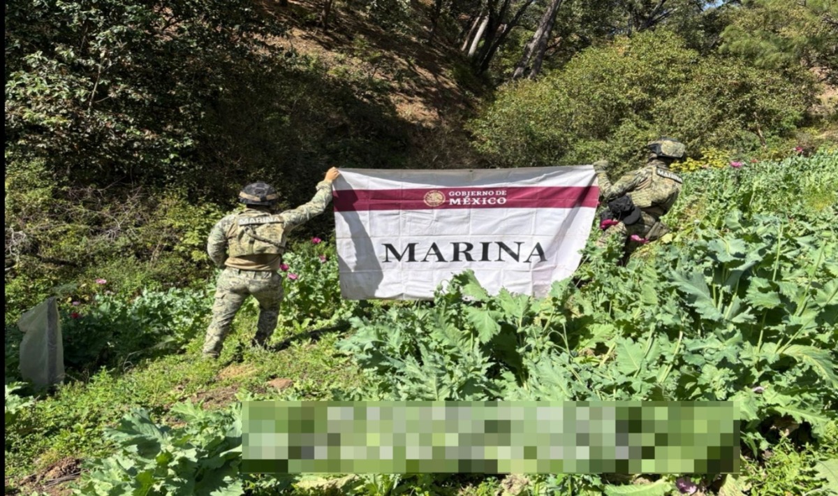 Los sembradíos de amapola se extendían sobre más de 111 mil metros cuadrados. | Especial