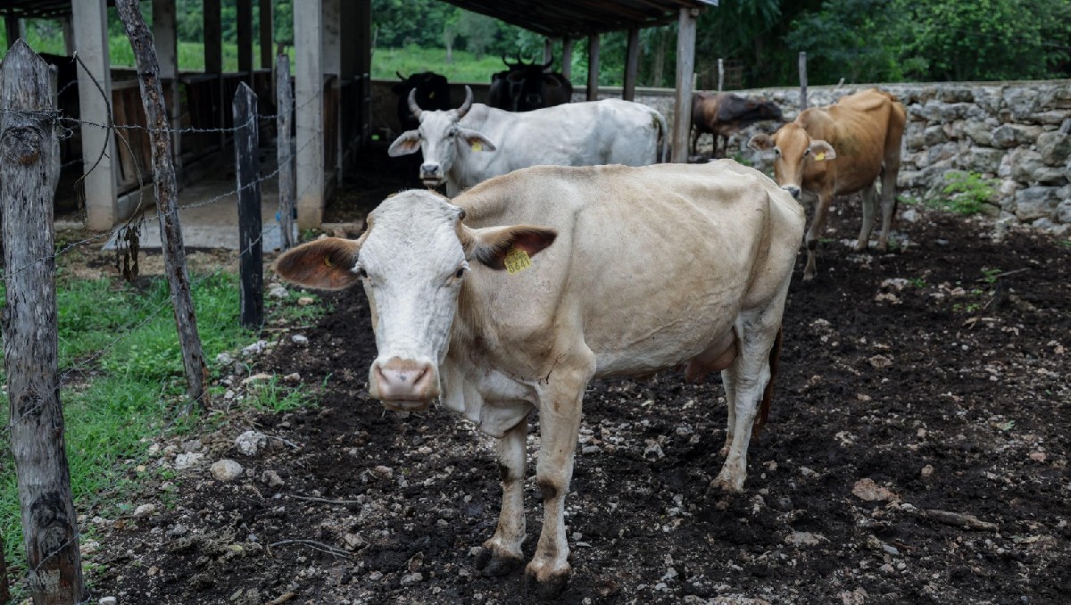 Autoridades refuerzan vigilancia ante aumento de casos de Gusano Barrenador en el ganado de México
