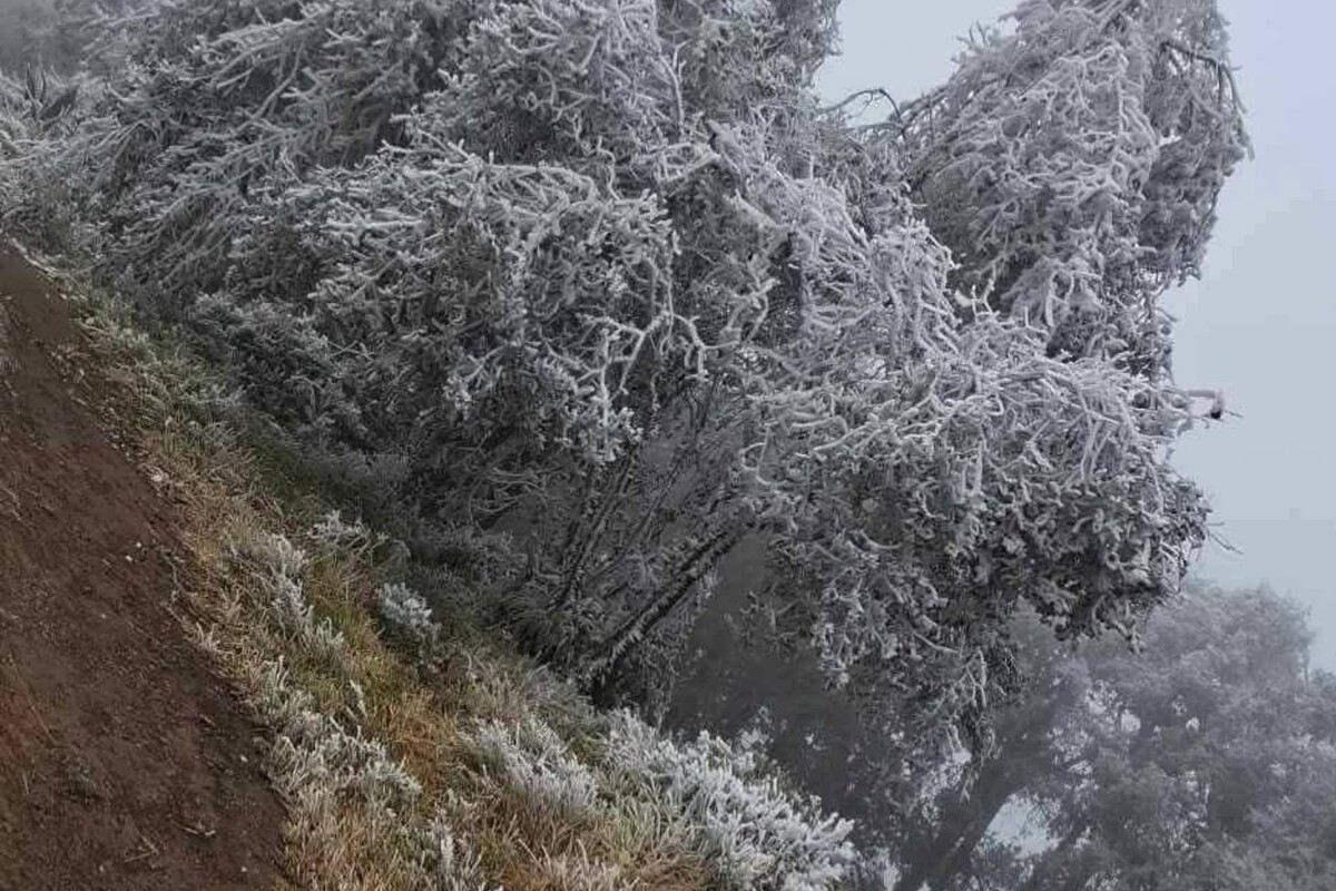 El frío intenso provocó escarcha y hielo en la vegetación en municipios de Hidalgo.