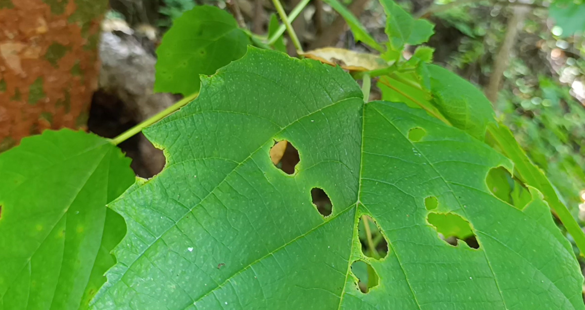 Daño en cadena: las hojas contaminadas son consumidas por otros organismos. | Amílcar Salazar Méndez