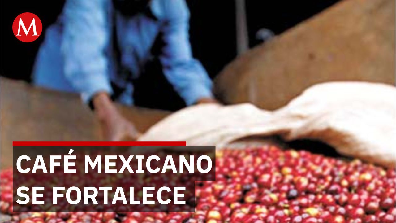 Apoyo de la 4T impulsa a productores de café en Guerrero y fortalece el campo mexicano