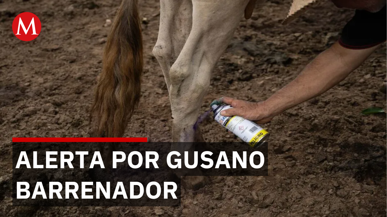 Aumentan a siete casos de gusano barrenador en Edomex