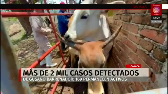 Aumentan los casos de gusano barrenador en Oaxaca y EdoMex | Milenio Noticias, 12 de enero de 2026