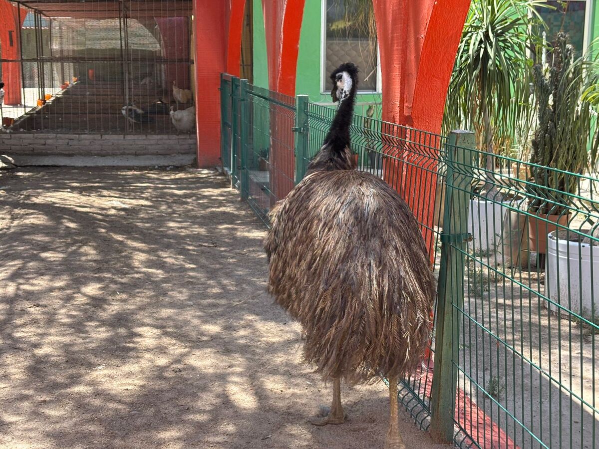 Aviario Lira. | Especial