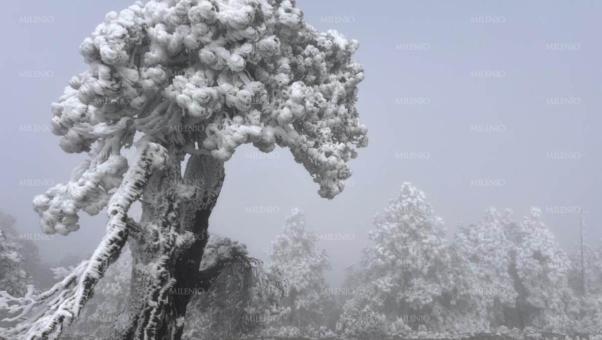 El Cerro del Potosí se ubica a 3 mil 600 metros sobre el nivel del mar y así luce en esta temporada invernal | Edgar Plata