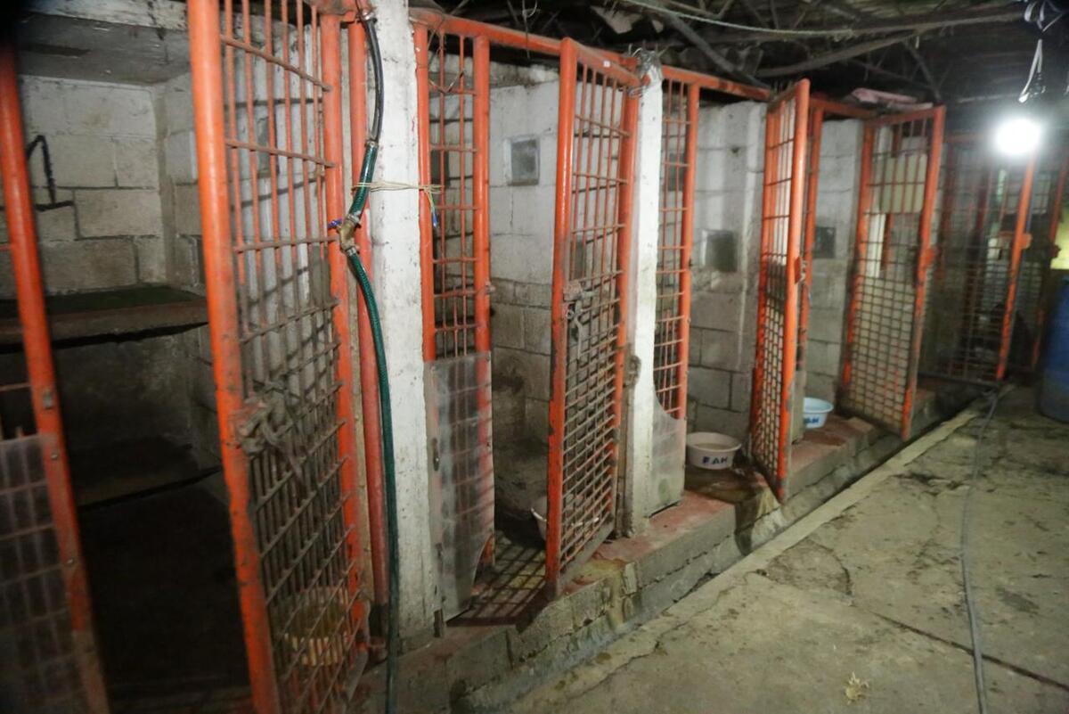 Clara Brugada confirma que los animales del Refugio Franciscano eran víctimas de maltrato (Especial).