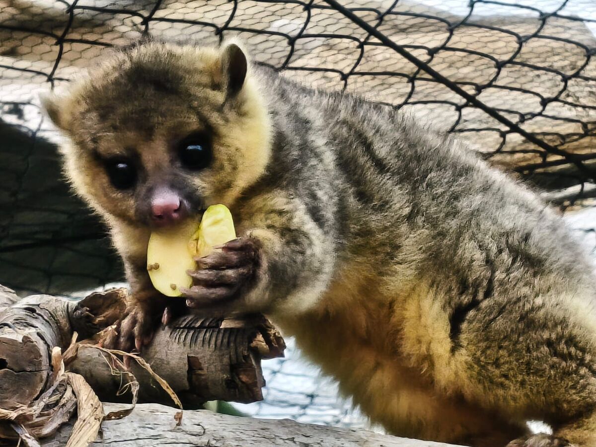 El ejemplar permanece bajo resguardo en la Unidad de Rehabilitación de Fauna Silvestre de Pachuca.