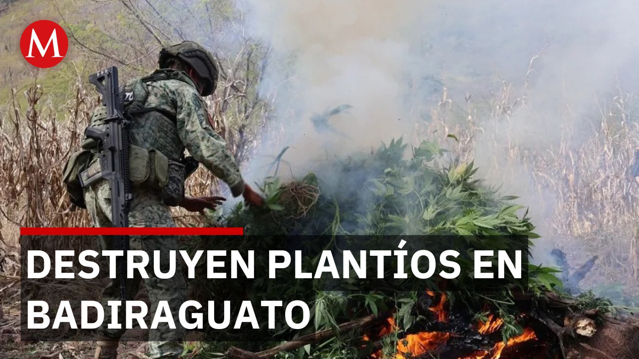 Ejército destruye plantíos de mariguana en la sierra de Badiraguato