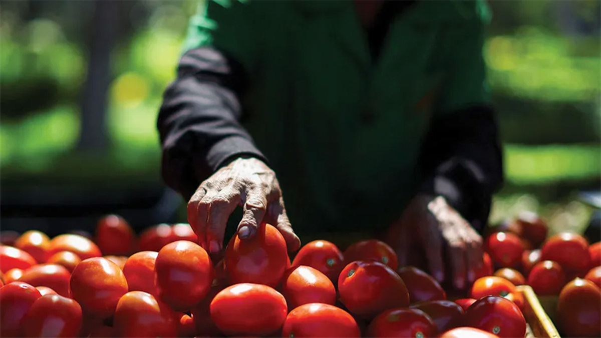Fundación Walmart impulsa al campo mexicano: 1 de cada 3 vegetales vendidos proviene de pequeños productores