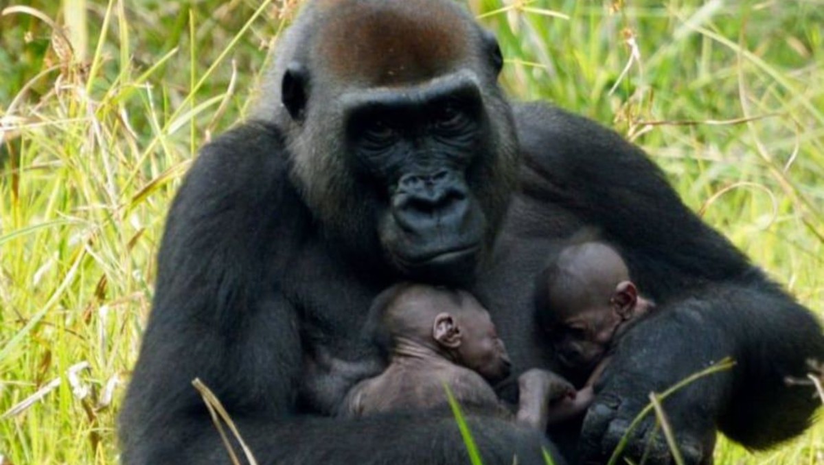 Mafuko es una gorila de 22 años que dio a luz a los gemelos. | Especial