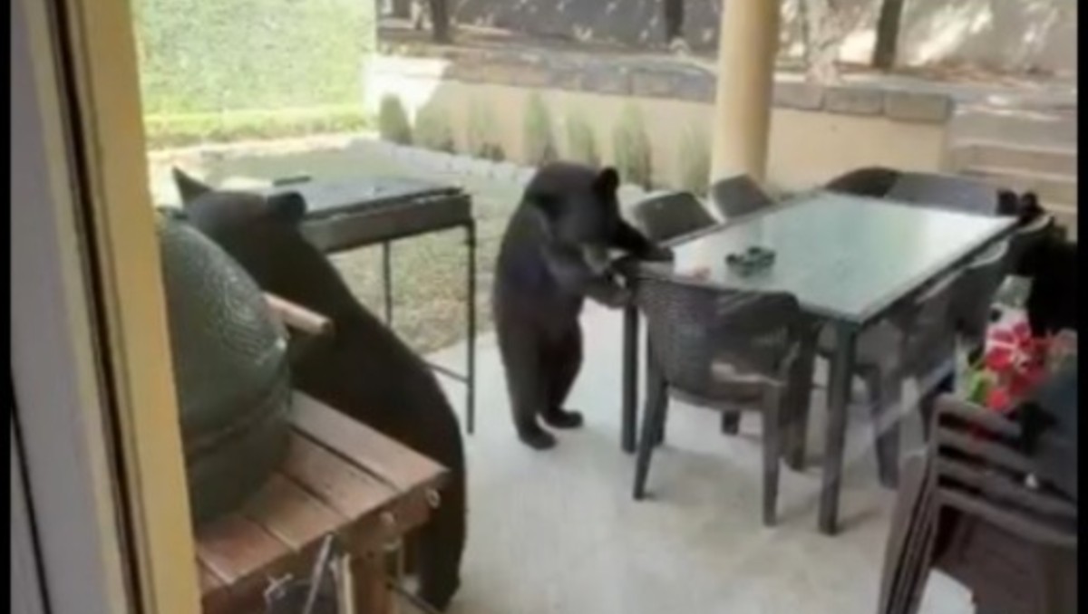 Los osos estaban en el patio de una vivienda de la colonia Bosquencinos. Foto: Especial