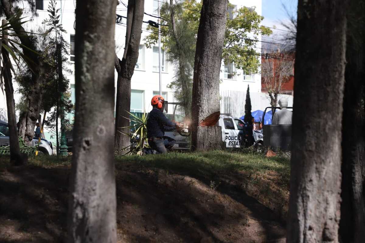 Plagas obligan al retiro de árboles muertos en parque Pasteur de Pachuca. (Jorge Sánchez)