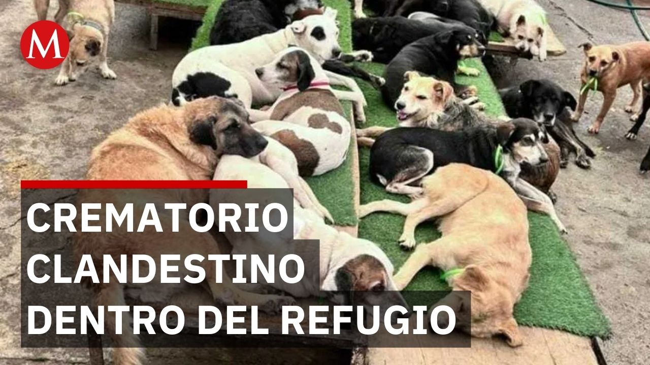 Refugio Franciscano: el caso más grave de violencia animal documentado en la Ciudad de México