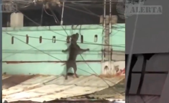 Vecinos piden apoyo a las autoridades para atender este caso que lleva casi 4 meses.