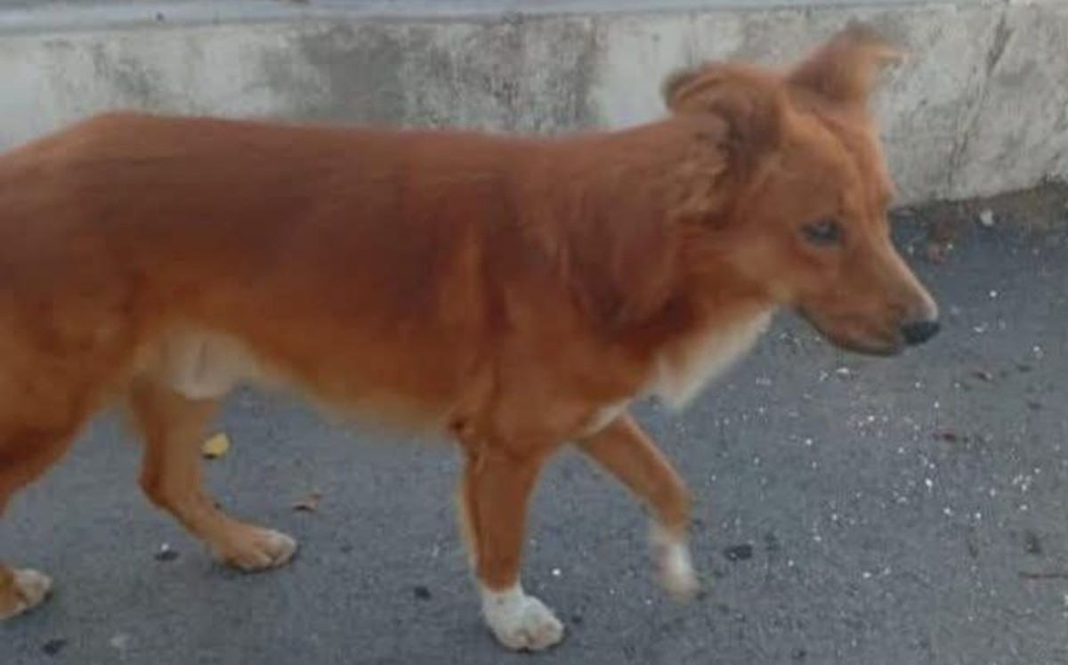 Buscan a perrito de nombre "Mapache" en Altamira.