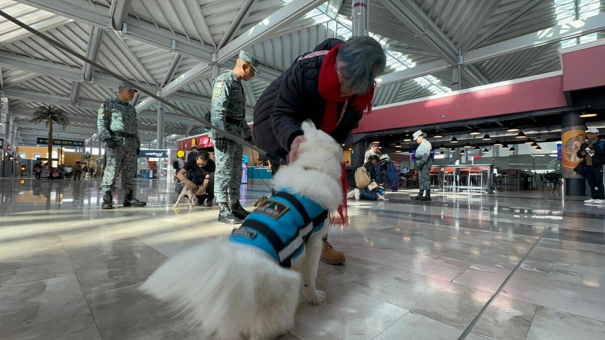 Cachorros ayudan a pasajeros del AIFA a reducir el estrés de volar