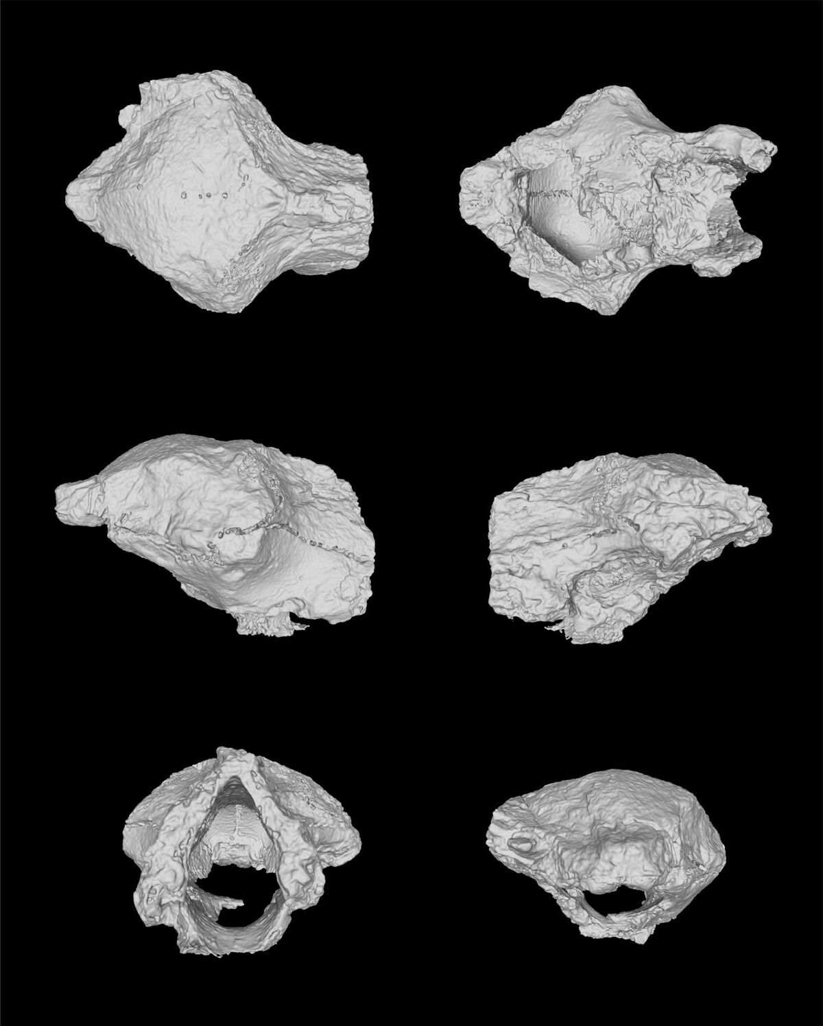 Un cráneo robusto y posibles combates rituales.| Especial.
