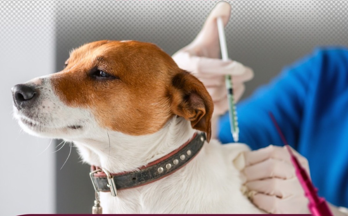 Mantener a perros y gatos vacunados no solo es un acto de cuidado hacia ellos, sino también una medida de responsabilidad social