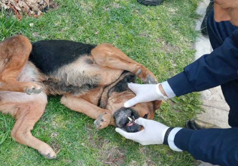Perrita rescatada de una vivienda en el fraccionamiento Colinas de Plata. (Cortesía)